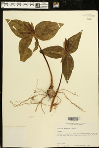 Trillium underwoodii image