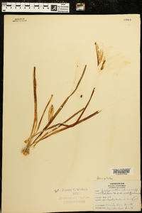 Zephyranthes atamasco image