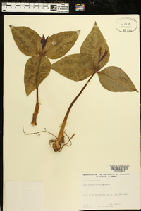 Trillium underwoodii image