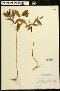 Uvularia sessilifolia image