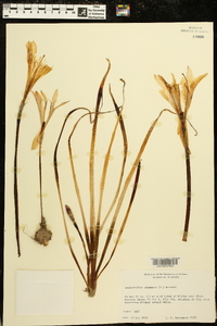 Zephyranthes atamasco image