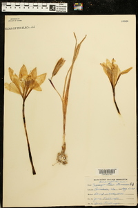 Zephyranthes atamasco image