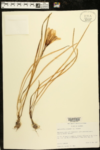 Zephyranthes atamasco image