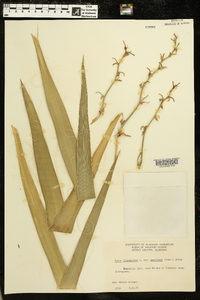 Yucca flaccida image