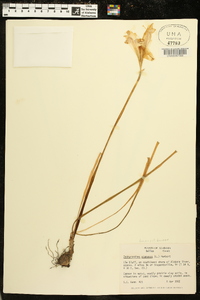 Zephyranthes atamasco image