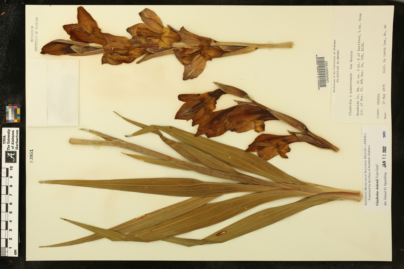 Gladiolus dalenii image