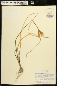 Zephyranthes atamasco image