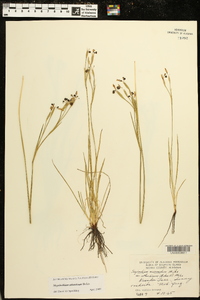 Sisyrinchium atlanticum image