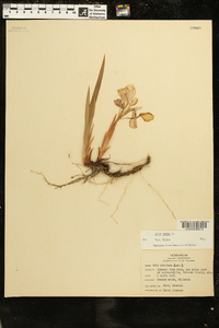 Iris verna image