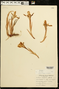 Iris verna image