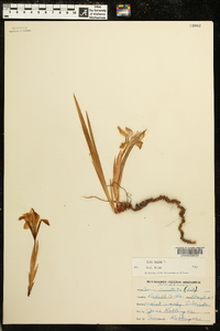 Iris verna image