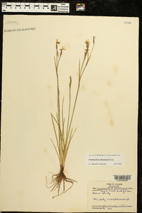 Sisyrinchium atlanticum image