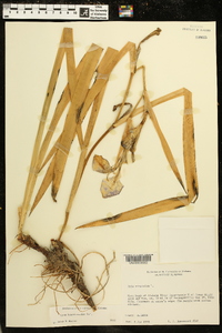 Iris brevicaulis image
