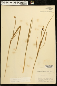Nemastylis geminiflora image