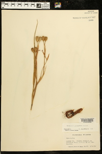 Nemastylis geminiflora image