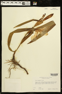 Iris hexagona image