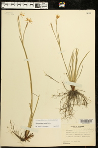 Sisyrinchium nashii image