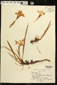 Iris verna image