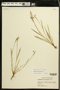 Sisyrinchium rosulatum image