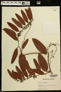 Smilax laurifolia image