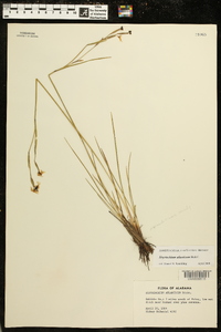 Sisyrinchium atlanticum image