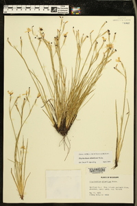 Sisyrinchium atlanticum image