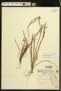 Sisyrinchium miamiense image