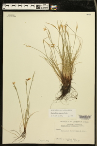 Sisyrinchium campestre image