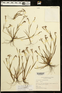 Sisyrinchium rosulatum image