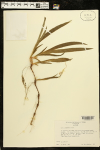 Iris cristata image