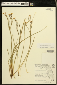 Sisyrinchium atlanticum image