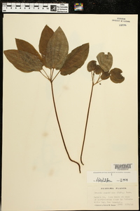 Croomia pauciflora image