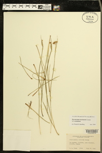 Sisyrinchium montanum var. montanum image