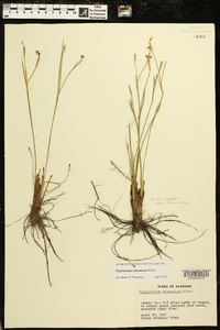 Sisyrinchium atlanticum image