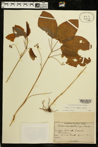 Smilax ecirrhata image