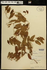 Smilax auriculata image