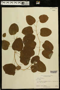 Smilax herbacea image