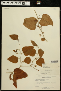 Smilax bona-nox image