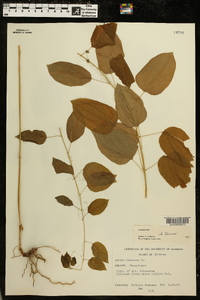 Smilax herbacea image