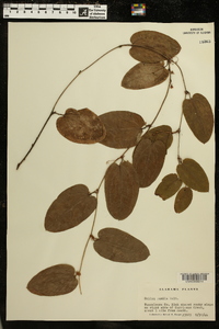 Smilax pumila image