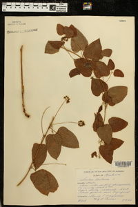 Smilax herbacea image