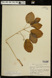 Smilax hugeri image