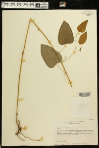 Smilax herbacea image