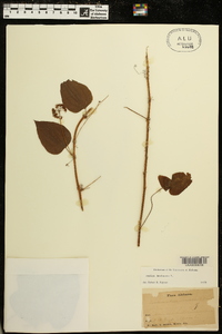 Smilax herbacea image