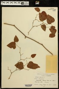 Smilax bona-nox image