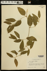 Smilax smallii image