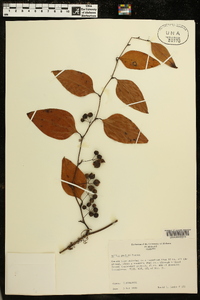 Smilax smallii image