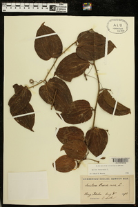 Smilax bona-nox image