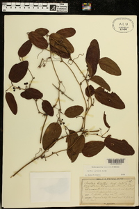 Smilax walteri image