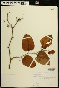 Smilax bona-nox image